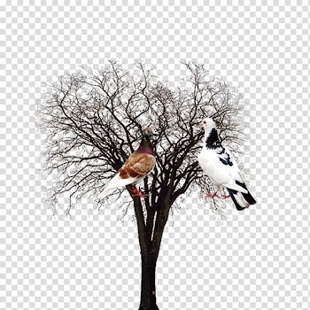 Tree Euclidean Computer file, Tree material transparent background PNG clipart