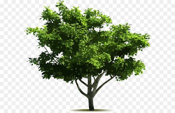 Tree Euclidean vector Adobe Illustrator - Vector Hand-painted trees 