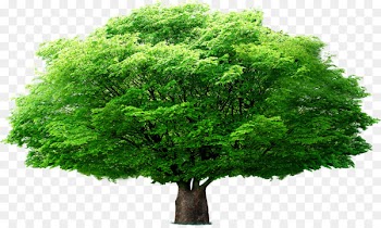 Tree Euclidean vector Leaf - Umbrella tree 