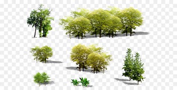 Tree Euclidean vector Plant - Green trees 