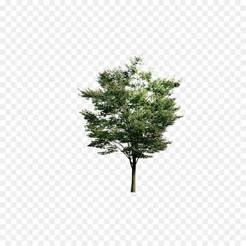 Tree Euclidean vector Resource - Look down on the trees 