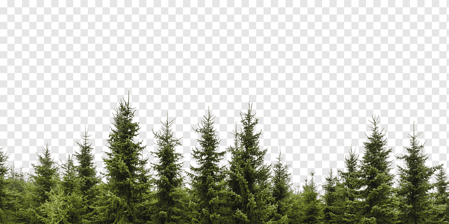 Tree Evergreen Conifers Forest Branch, tree, grass, color, spruce png