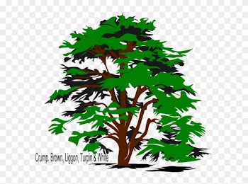 Tree, Family Reunion Png Clip Art - Cedar Tree Clip Art
