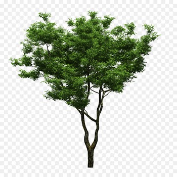 Tree Feng shui Yard Sweet osmanthus Bonsai - Trees 
