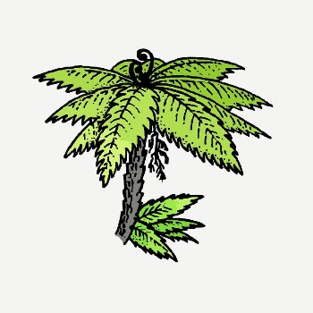 Tree fern drawing, vintage illustration | Free PSD - rawpixel