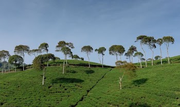 tree field