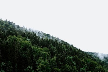 Tree Field on Hill