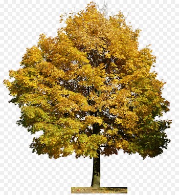 Tree Film Portable Network Graphics Image Adobe Photoshop - tree 