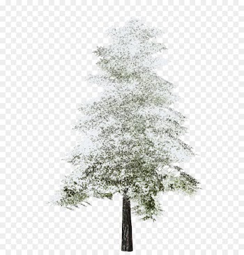 Tree Fir Clip art Image Portable Network Graphics - tree 