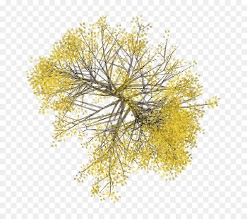 Tree Floor plan Plant Architecture - tree top view 