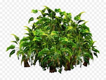 Tree Flowerpot Houseplant Shrub Herb -  