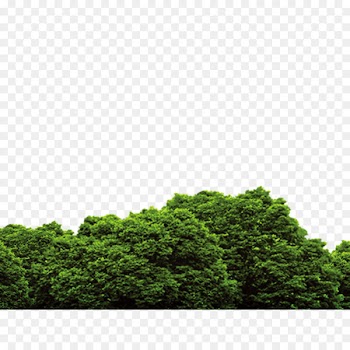 Tree - forest 