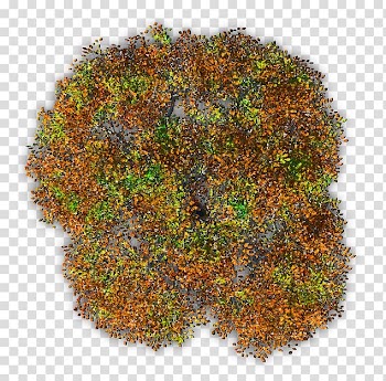 Tree Forest Autumn leaf color, autumn transparent background PNG clipart