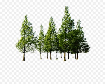 Tree Forest - Beautiful green tree forest 