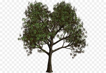 Tree Forest Clip art - Forest Tree PNG Clipart 