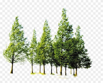 Tree Forest Computer File - Trees At Forest Png