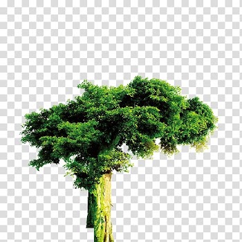 Tree Forest Evergreen, tree transparent background PNG clipart