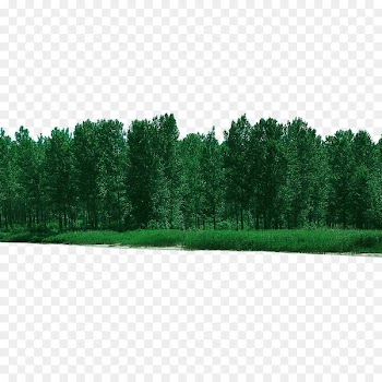 Tree Forest - Forest forested 