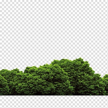 Tree, forest, green tree at daytime transparent background PNG clipart