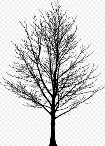 Tree Forest Sugar maple Drawing Clip art - tree silhouette 