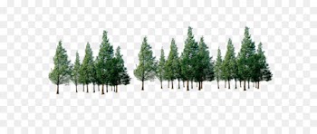 Tree Forest - Trees 