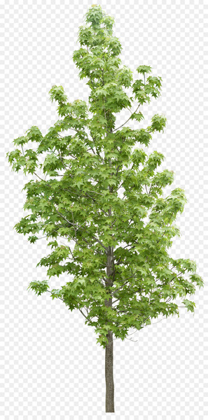 Tree Forest Vegetation - Forest trees 