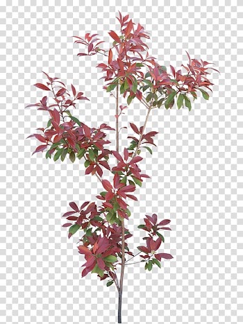 Tree frame Autumn , Red maple leaf transparent background PNG clipart