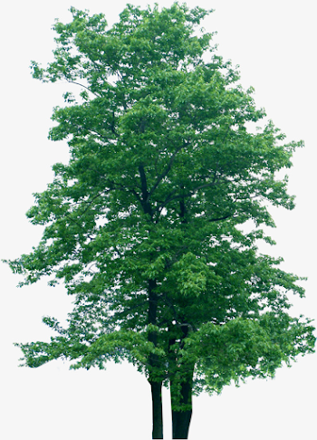 Tree Free Hd Material Buckle, Tree Clipart, Tree, Plant PNG Image ...