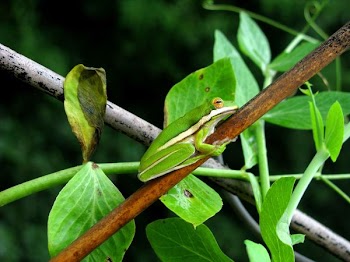 tree frog on branch