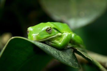 Tree Frog Resting on Green Leaf