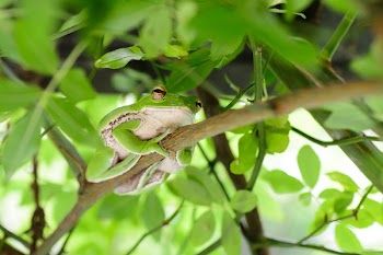 Tree Frog Selective Focal Photography