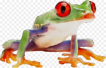 Tree frog True frog Product -  
