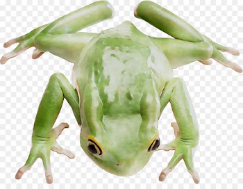 Tree frog True frog Toad -  