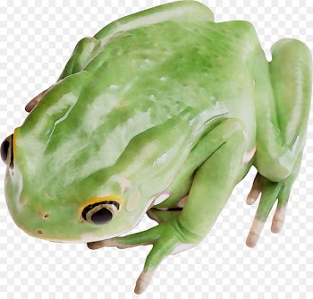 Tree frog True frog Toad -  