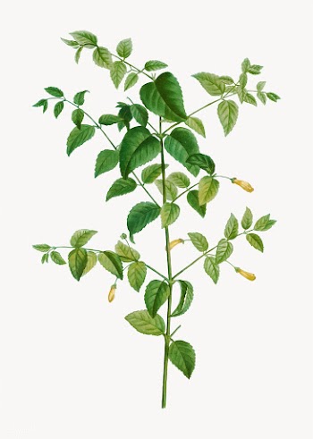 Tree fuchsia plant | Free stock vector - 568236