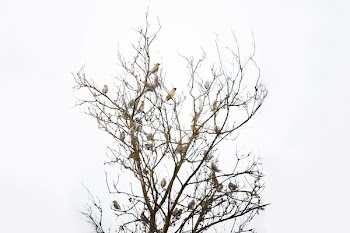 Tree Full Of Finches