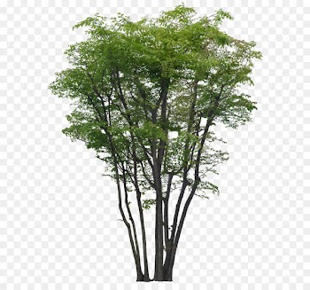 Tree Garden Landscape Greening - Decorative pattern 