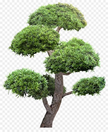 Tree Garden Landscape Greening - Umbrella tree 