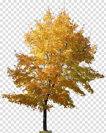 Tree Ginkgo biloba Landscape architecture, tree transparent background PNG clipart