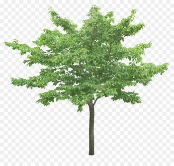 Tree Ginkgo biloba - Luxuriant trees 