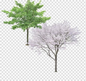 Tree Ginkgo biloba Pine, Pear Tree evergreen material transparent background PNG clipart