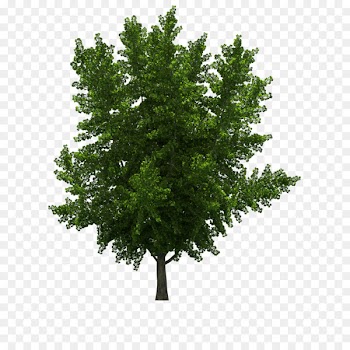 Tree Ginkgo biloba Stock photography Clip art - tree 