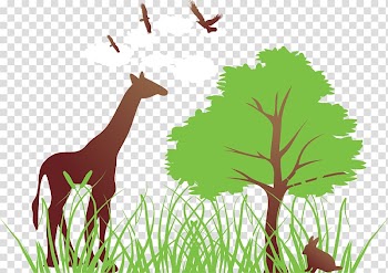 Tree , giraffe eating leaves transparent background PNG clipart