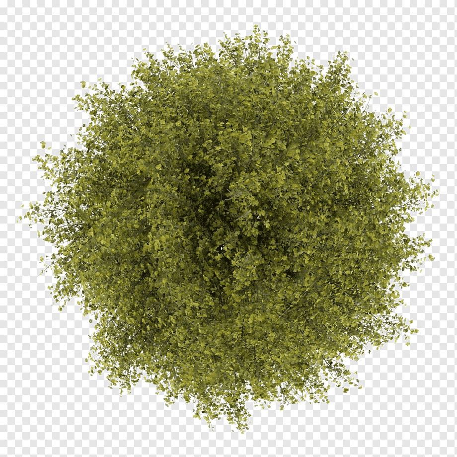Tree graphy, tree top view, green trees, maple, desktop Wallpaper, nature png