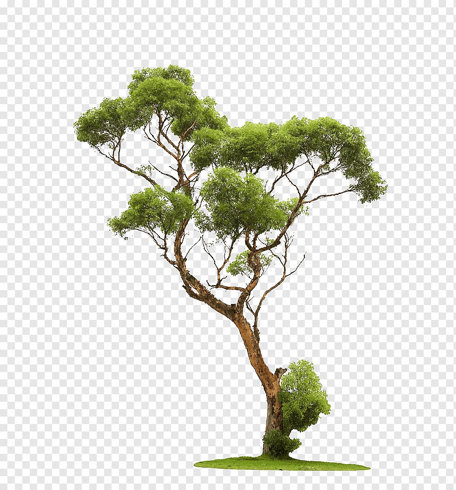 Tree graphy, Trees, green leafed tree, tree Branch, branch, presentation png