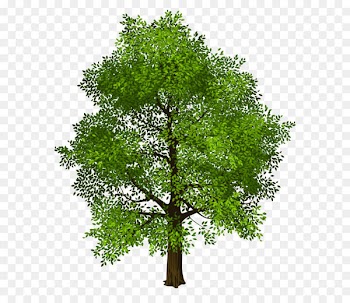 Tree Green Clip art - Transparent Green Tree PNG Picture 