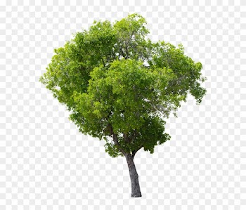 Tree, Green, Isolated, Garden, Forest, Decoration - Apple Tree Without Fruit