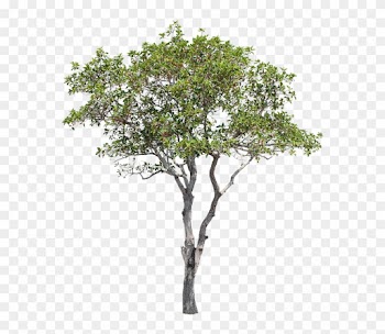 Tree, Green, Isolated, Garden, Forest, Decoration - Tree