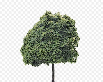 tree green plant woody plant leaf