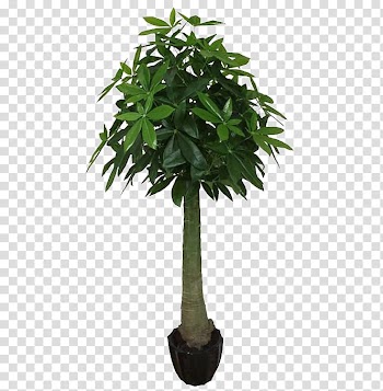 Tree Guiana Chestnut Arecaceae Trachycarpus fortunei Plant, Palm tree transparent background PNG clipart